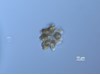 Photo of Corymbellus aureus